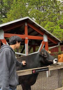 Jay-Sinchonut-วัว